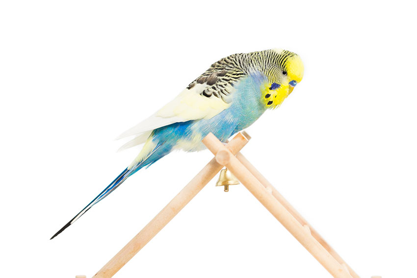 Budgerigar training best sale